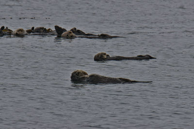 View of birds swimming in sea