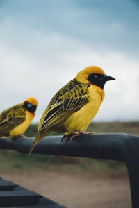 Close-up of bird perching on yellow against sky