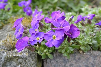 Close-up of purple flowers