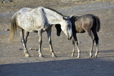 Horses standing in a row