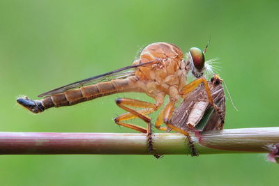 Close-up of dragonfly on leaf