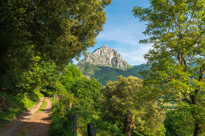 Scenic view of trees and mountains against sky