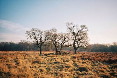 Bare trees on field against sky