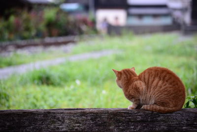 Close-up of cat outdoors