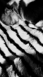 Close-up of dog sleeping