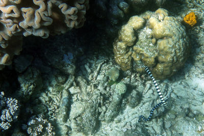 Close-up of coral in sea