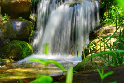 Scenic view of waterfall in forest