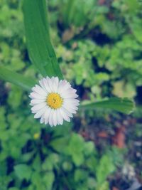 Close-up of white flowering plant