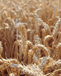 Close-up of wheat growing on field