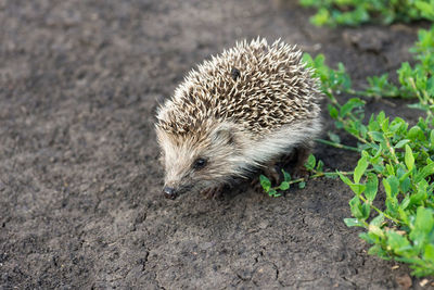 High angle view of an animal on field