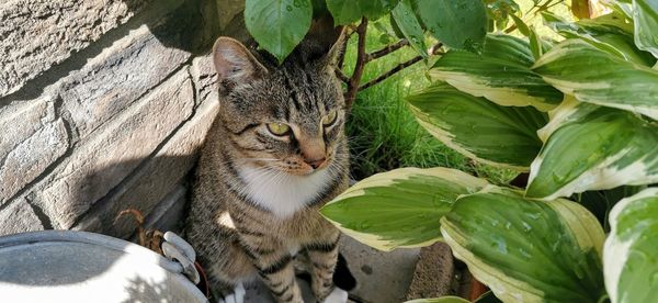 Close-up of a cat