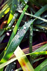 Close-up of grass