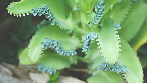 Close-up of wet plant leaves