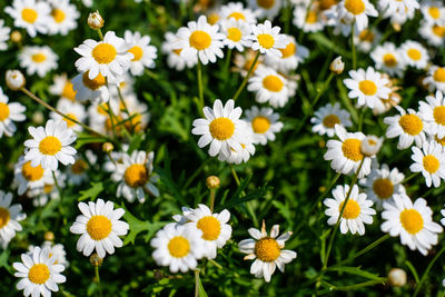 Close-up of white daisy flowers