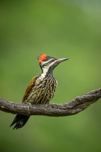 Close-up of bird perching on branch