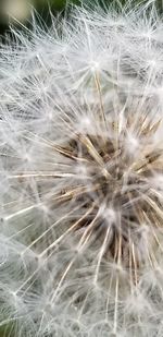 Close-up of dandelion on plant