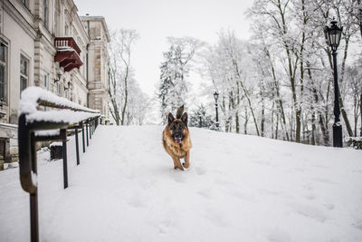 Dog on snow covered field