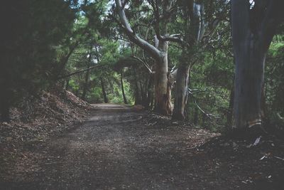 Trees in forest