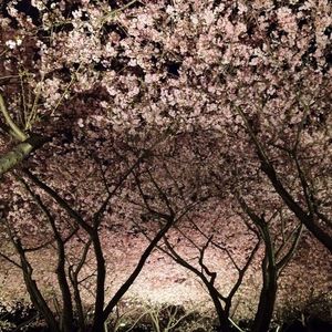 Low angle view of pink flowers