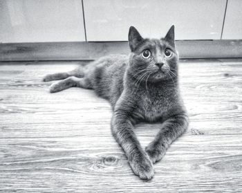 Portrait of cat relaxing on floor