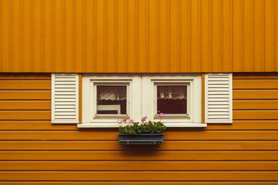 Potted plant on yellow wall of building