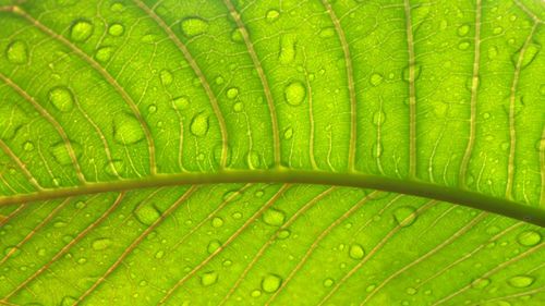 Full frame shot of raindrops on green leaves