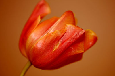 Close-up of orange rose