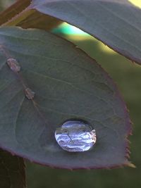 Close-up of turtle in water