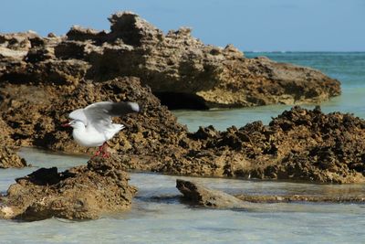 Seagull perching on rock by sea against sky