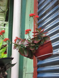 Close-up of flowers on plant