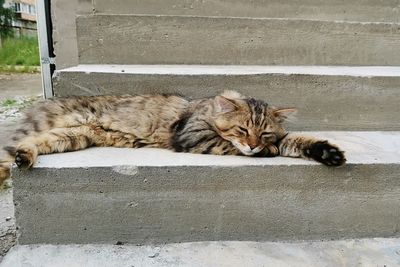 Cat sleeping on footpath