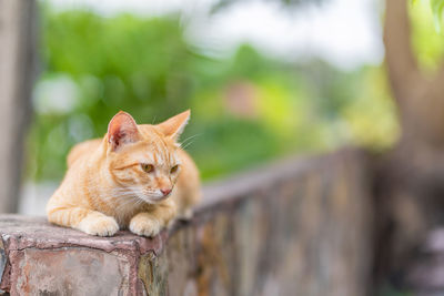 Portrait of a cat sitting on retaining wall