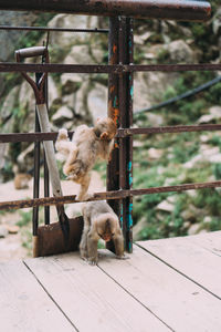 Monkeys on a fence