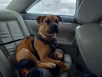 Dog sitting in car