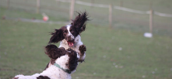 Dog running on field