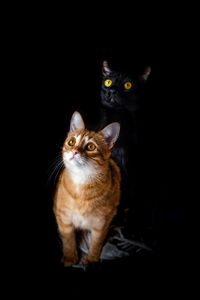 Portrait of cat against black background