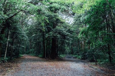 View of trees in forest