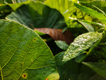 Dew drops fall on a green leaf.