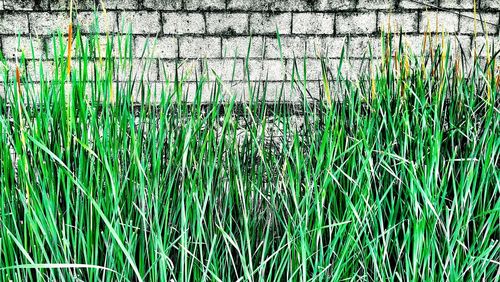 Full frame shot of plants growing on field