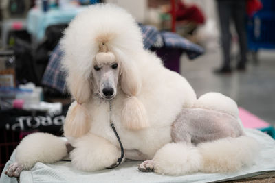 Close-up of a white poodle on a grooming table looking at you