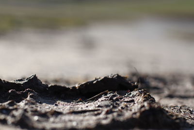 Close-up of an animal on land