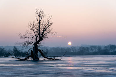 Silhouette bare tree by frozen lake against sky during sunset