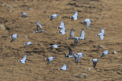 Flock of birds flying above landscape