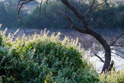 Plants growing on field