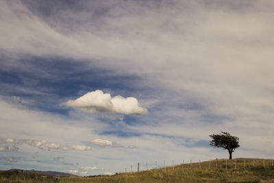 Trees on field against sky