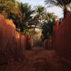 Narrow pathway along trees