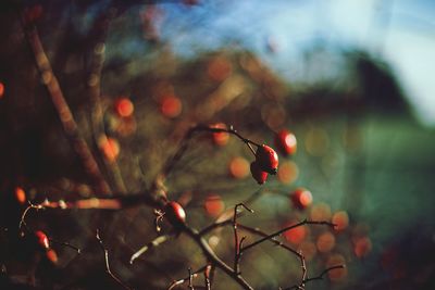 Close-up of berries growing on tree