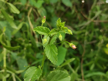 High angle view of small plant on branch