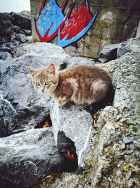 Portrait of cat sitting on rock