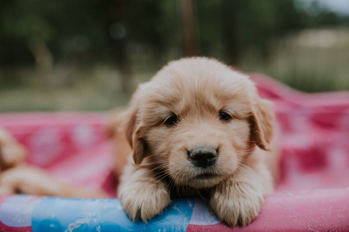PORTRAIT OF PUPPY RELAXING OUTDOORS